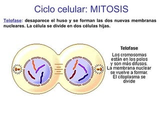 Telofase: desaparece el huso y se forman las dos nuevas membranas
nucleares. La célula se divide en dos células hijas.
Ciclo celular: MITOSIS
 