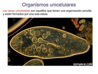 Organismos unicelulares
Los seres unicelulares son aquellos que tienen una organización sencilla
y están formados por una sola célula.
 