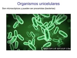 Organismos unicelulares
Son microscópicos y pueden ser procariotas (bacterias)
 