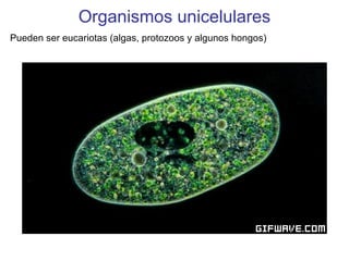 Organismos unicelulares
Pueden ser eucariotas (algas, protozoos y algunos hongos)
 