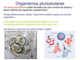 Organismos pluricelulares
Los seres pluricelulares están formados por gran número de células y
tienen además las siguientes características:
•Existe diferenciación celular. Cada forma celular realiza una función
específica.
•Las células no pueden separarse del organismo y vivir
independientemente. Necesitan de las otras para vivir.
•Se forman a partir de una célula madre o cigoto.
 