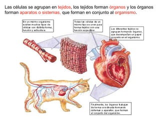 Las células se agrupan en tejidos, los tejidos forman órganos y los órganos
forman aparatos o sistemas, que forman en conjunto al organismo.
 