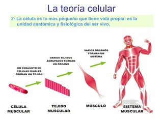 La teoría celular
2- La célula es lo más pequeño que tiene vida propia: es la
unidad anatómica y fisiológica del ser vivo.
 