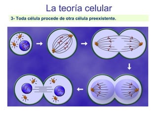 La teoría celular
3- Toda célula procede de otra célula preexistente.
 