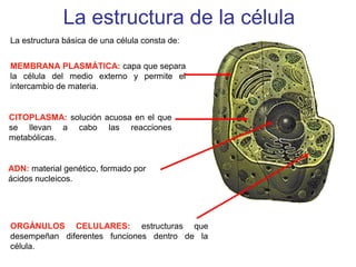 La estructura de la célula
MEMBRANA PLASMÁTICA: capa que separa
la célula del medio externo y permite el
intercambio de materia.
La estructura básica de una célula consta de:
CITOPLASMA: solución acuosa en el que
se llevan a cabo las reacciones
metabólicas.
ADN: material genético, formado por
ácidos nucleicos.
ORGÁNULOS CELULARES: estructuras que
desempeñan diferentes funciones dentro de la
célula.
 