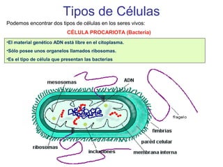 Tipos de Células
Podemos encontrar dos tipos de células en los seres vivos:
CÉLULA PROCARIOTA (Bacteria)
•El material genético ADN está libre en el citoplasma.
•Sólo posee unos organelos llamados ribosomas.
•Es el tipo de célula que presentan las bacterias
 
