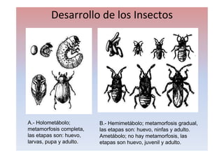 Tema 1. metamorfosis | PDF