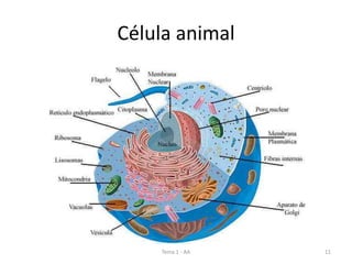 Célula animal
Tema 1 - AA 11
 