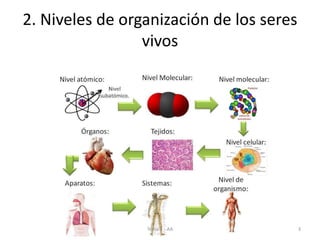 2. Niveles de organización de los seres
vivos
Tema 1 - AA 3
 