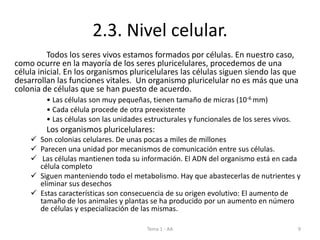 2.3. Nivel celular.
Todos los seres vivos estamos formados por células. En nuestro caso,
como ocurre en la mayoría de los seres pluricelulares, procedemos de una
célula inicial. En los organismos pluricelulares las células siguen siendo las que
desarrollan las funciones vitales. Un organismo pluricelular no es más que una
colonia de células que se han puesto de acuerdo.
• Las células son muy pequeñas, tienen tamaño de micras (10-6 mm)
• Cada célula procede de otra preexistente
• Las células son las unidades estructurales y funcionales de los seres vivos.
Los organismos pluricelulares:
 Son colonias celulares. De unas pocas a miles de millones
 Parecen una unidad por mecanismos de comunicación entre sus células.
 Las células mantienen toda su información. El ADN del organismo está en cada
célula completo
 Siguen manteniendo todo el metabolismo. Hay que abastecerlas de nutrientes y
eliminar sus desechos
 Estas características son consecuencia de su origen evolutivo: El aumento de
tamaño de los animales y plantas se ha producido por un aumento en número
de células y especialización de las mismas.
Tema 1 - AA 9
 