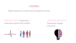 CEREBRO
Órgano situado en la cavidad craneal encargado de controlar:
FUNCIONES COGNITIVAS
(Pensamiento, lenguaje,
consciencia)
FUNCIONES VITALES (Respiración,
temperatura corporal, ritmo cardiaco)
 