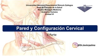Pared y Configuración Cervical
@Dr.Javierpalma
II Parte
 