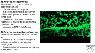 4) Métodos histoquimicos:
Identificación de grupos químicos
específicos en las
preparaciones histológicas
a) Lectina de tomate: Se observan
células microgliales en marrón sobre
fondo claro
b) NADHPD diaforasa: Permite
reconocer la silueta de los elementos
celulares que
expresan la NADPH diaforasa
5) Métodos inmunocitoquimicos: Los
métodos inmunohistoquimicos permiten
la
detección de complejos antígeno-
anticuerpo en las preparaciones
histológicas
Los astrocitos se observan en marrón
sobre fondo claro
 