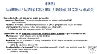 NEURONa
La neurona es la unidad estructural y funcional del sistema nervioso
Se puede dividir en 3 categorías según su función:
-Neuronas Sensitivas: Transmiten impulsos desde los receptores hacia el SNC
(seudounipolar)
-Neuronas Motoras: Transmiten impulsos desde el SNC o ganglios hasta células efectoras
-Interneuronas: Forman una red de comunicación y de integración.
(célula piramidal, interneuronas, células de Purkinje)
Dependiendo de las evaginaciones que se extienden desde el soma se pueden clasificar en:
-Multipolares: Tienen un axón y dos o más dendritas
(neuronas motoras e interneuronas)
-Bipolares: Son las que tienen un axón y una dendrita. Están asociadas con los receptores de los
sentidos especiales.
(retina del ojo, nervio craneal VIII)
-Seudounipolares (unipolares) Tienen una sola prolongación, el axón, que se divide cerca del
soma en dos ramas axónicas largas
(neuronas sensitivas)
 