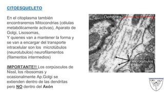 CITOESQUELETO
En el citoplasma también
encontraremos Mitocondrias (células
metabólicamente activas), Aparato de
Golgi, Lisosomas,
Y quienes van a mantener la forma y
se van a encargar del transporte
intracelular son los microtúbulos
(neurotubulos) neurofilamentos
(filamentos intermedios)
IMPORTANTE!! Los corpúsculos de
Nissl, los ribosomas y
ocasionalmente Ap.Golgi se
extienden dentro de las dendritas
pero NO dentro del Axón
 