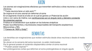 AXÓN
Los axones son evaginaciones efectoras que transmiten estímulos a otras neuronas o a célula
efectoras.
***Cada neurona tiene un solo axón***
Se origina en el cono axonal sin deformar al soma
En el segmento inicial es el sitio en el cual se genera un Potencial de acción
Libre o con vaina de mielina, sus ramificaciones son en ángulo recto y diámetro constante
No presentan espinas
Finaliza en el telodendron que acaban en los botones sinápticos
Posee neurofilamentos y neurotubulos (responsables del transporte axoplasmico)
Mitocondrias y REL
***Carece de RER y Golgi**
DENDRITAS
Las dendritas son evaginaciones que reciben estímulos desde otras neuronas o desde el medio
externo
Se ubican en la cercanía del soma neuronal, no están mielinizadas
Por lo general poseen el contenido citoplasmático similar al soma neuronal
***Pueden poseer espinas***
Son prolongaciones cortas que deforman al soma prolongándose en ángulo agudo
 