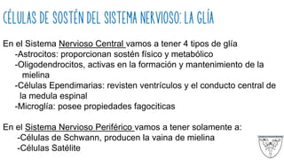 Células de sostén del sistema nervioso: La Glía
En el Sistema Nervioso Central vamos a tener 4 tipos de glía
-Astrocitos: proporcionan sostén físico y metabólico
-Oligodendrocitos, activas en la formación y mantenimiento de la
mielina
-Células Ependimarias: revisten ventrículos y el conducto central de
la medula espinal
-Microglía: posee propiedades fagociticas
En el Sistema Nervioso Periférico vamos a tener solamente a:
-Células de Schwann, producen la vaina de mielina
-Células Satélite
 