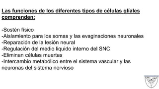 Las funciones de los diferentes tipos de células glíales
comprenden:
-Sostén físico
-Aislamiento para los somas y las evaginaciones neuronales
-Reparación de la lesión neural
-Regulación del medio liquido interno del SNC
-Eliminan células muertas
-Intercambio metabólico entre el sistema vascular y las
neuronas del sistema nervioso
 