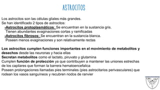 ASTROCITOS
Los astrocitos son las células gliales más grandes.
Se han identificado 2 tipos de astrocitos:
-Astrocitos protoplasmáticos: Se encuentran en la sustancia gris.
Tienen abundantes evaginaciones cortas y ramificadas
-Astrocitos fibrosos: Se encuentran en la sustancia blanca.
Poseen menos evaginaciones y son relativamente rectas
Los astrocitos cumplen funciones importantes en el movimiento de metabolitos y
desechos desde las neuronas y hacia ellas
Secretan metabolitos como el lactato, piruvato y glutamina
Cumplen función de protección ya que contribuyen a mantener las uniones estrechas
de los capilares que forman la barrera hematoencefalica
Poseen prolongaciones llamadas pies terminales (pies astrocitarios perivasculares) que
rodean los vasos sanguíneos y recubren nodos de ranvier
 