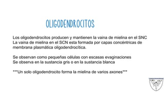OLIGODENDROCITOS
Los oligodendrocitos producen y mantienen la vaina de mielina en el SNC
La vaina de mielina en el SCN esta formada por capas concéntricas de
membrana plasmática oligodendrocítica.
Se observan como pequeñas células con escasas evaginaciones
Se observa en la sustancia gris o en la sustancia blanca
***Un solo oligodendrocito forma la mielina de varios axones***
 
