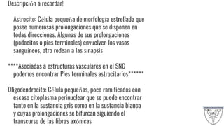 Descripción a recordar!
Astrocito: Célula pequeña de morfología estrellada que
posee numerosas prolongaciones que se disponen en
todas direcciones. Algunas de sus prolongaciones
(podocitos o pies terminales) envuelven los vasos
sanguíneos, otro rodean a las sinapsis
****Asociadas a estructuras vasculares en el SNC
podemos encontrar Pies terminales astrocitarios******
Oligodendrocito: Célula pequeñas, poco ramificadas con
escaso citoplasma perinuclear que se puede encontrar
tanto en la sustancia gris como en la sustancia blanca
y cuyas prolongaciones se bifurcan siguiendo el
transcurso de las fibras axónicas
 
