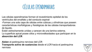 CÉLULAS EPENDIMARIAS
Las células ependimarias forman el revestimiento epitelial de los
ventrículos del encéfalo y del conducto espinal
-Forman una sola capa de células entre cúbicas y cilíndricas que poseen
características morfológicas y fisiológicas de las células transportadoras
de liquido.
Están estrechamente unidas y carecen de una lamina externa.
La superficie apical posee cilios y microvellosidades que participan en la
absorción del LCR
Aíslan el parénquima nervioso del LCR
Transporte activo de sustancias desde el LCR hacia el parénquima
nervioso
 