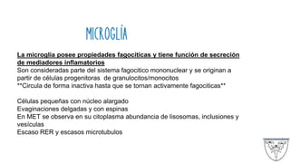 MICROGLÍA
La microglia posee propiedades fagociticas y tiene función de secreción
de mediadores inflamatorios
Son consideradas parte del sistema fagocitico mononuclear y se originan a
partir de células progenitoras de granulocitos/monocitos
**Circula de forma inactiva hasta que se tornan activamente fagociticas**
Células pequeñas con núcleo alargado
Evaginaciones delgadas y con espinas
En MET se observa en su citoplasma abundancia de lisosomas, inclusiones y
vesículas
Escaso RER y escasos microtubulos
 
