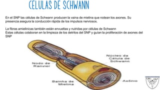 CÉLULAS DE SCHWANN
En el SNP las células de Schwann producen la vaina de mielina que rodean los axones. Su
presencia asegura la conducción rápida de los impulsos nerviosos.
La fibras amielinicas también están envueltas y nutridas por células de Schwann
Estas células colaboran en la limpieza de los detritos del SNP y guían la proliferación de axones del
SNP
 