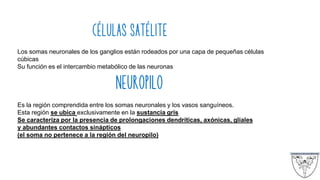 CÉLULAS SATÉLITE
Los somas neuronales de los ganglios están rodeados por una capa de pequeñas células
cúbicas
Su función es el intercambio metabólico de las neuronas
NEUROPILO
Es la región comprendida entre los somas neuronales y los vasos sanguíneos.
Esta región se ubica exclusivamente en la sustancia gris
Se caracteriza por la presencia de prolongaciones dendríticas, axónicas, gliales
y abundantes contactos sinápticos
(el soma no pertenece a la región del neuropilo)
 