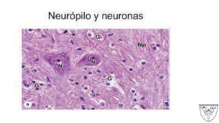 Tema 1. Tejido Nervioso.pptx