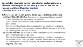 Las células nerviosas poseen abundantes prolongaciones y
diversas morfologías, es por esto que para su estudio es
necesario utilizar diferentes técnicas
-PARA MICROSCOPIA OPTICA-
1) Metodos de coloración general de los tejidos (citoarquitecturales)
a) HEMATOXILINA-EOSINA: Componentes tisulares ácidos se unen al
colorante básico Hematoxilina de color violeta
Componentes tisulares básicos se unen al colorante ácido Eosina de
color rosado
Permite identificar la distribución espacial de las células en un órgano.
No se aprecian las prolongaciones celulares. No se observa el soma de
las células gliales (solo sus núcleos)
b) Técnica de Nissl: Se basa en la unión electroestática de anilinas básicas
con componentes ácidos del tejido
Permite identificar la distribución espacial de las células en un órgano.
No se aprecian las prolongaciones celulares. No se observa el soma de
las células gliales (solo sus núcleos). Se puede observar el RER de
algunas neuronas
 