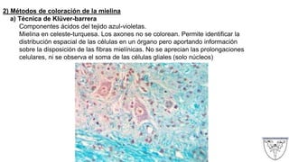 2) Métodos de coloración de la mielina
a) Técnica de Klüver-barrera
Componentes ácidos del tejido azul-violetas.
Mielina en celeste-turquesa. Los axones no se colorean. Permite identificar la
distribución espacial de las células en un órgano pero aportando información
sobre la disposición de las fibras mielínicas. No se aprecian las prolongaciones
celulares, ni se observa el soma de las células gliales (solo núcleos)
 