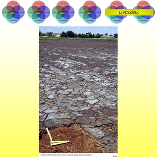 LA PEDOSFERA
 
