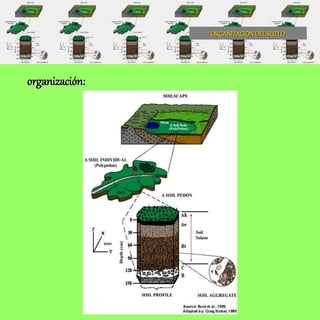 ORGANIZACIÓNDELSUELO
organización:
 