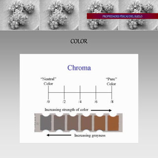 PROPIEDADESFÍSICASDEL SUELO
COLOR
 