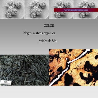 PROPIEDADESFÍSICASDEL SUELO
COLOR
Negro: materia orgánica
óxidos de Mn
 