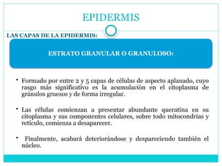 EPIDERMIS
LAS CAPAS DE LA EPIDERMIS:
ESTRATO GRANULAR O GRANULOSO:
• Formado por entre 2 y 5 capas de células de aspecto aplanado, cuyo
rasgo más significativo es la acumulación en el citoplasma de
gránulos gruesos y de forma irregular.
• Las células comienzan a presentar abundante queratina en su
citoplasma y sus componentes celulares, sobre todo mitocondrias y
retículo, comienza a desaparecer.
• Finalmente, acabará deteriorándose y despareciendo también el
núcleo.
 