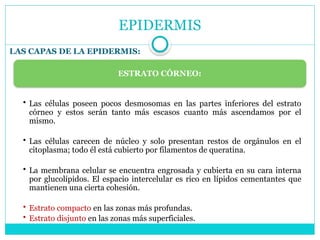 EPIDERMIS
LAS CAPAS DE LA EPIDERMIS:
ESTRATO CÓRNEO:
• Las células poseen pocos desmosomas en las partes inferiores del estrato
córneo y estos serán tanto más escasos cuanto más ascendamos por el
mismo.
• Las células carecen de núcleo y solo presentan restos de orgánulos en el
citoplasma; todo él está cubierto por filamentos de queratina.
• La membrana celular se encuentra engrosada y cubierta en su cara interna
por glucolípidos. El espacio intercelular es rico en lípidos cementantes que
mantienen una cierta cohesión.
• Estrato compacto en las zonas más profundas.
• Estrato disjunto en las zonas más superficiales.
 