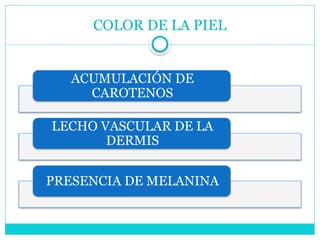 COLOR DE LA PIEL
ACUMULACIÓN DE
CAROTENOS
LECHO VASCULAR DE LA
DERMIS
PRESENCIA DE MELANINA
 