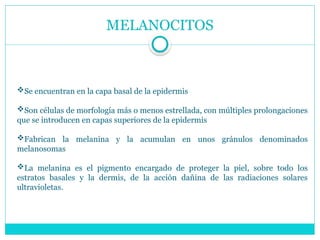 MELANOCITOS
Se encuentran en la capa basal de la epidermis
Son células de morfología más o menos estrellada, con múltiples prolongaciones
que se introducen en capas superiores de la epidermis
Fabrican la melanina y la acumulan en unos gránulos denominados
melanosomas
La melanina es el pigmento encargado de proteger la piel, sobre todo los
estratos basales y la dermis, de la acción dañina de las radiaciones solares
ultravioletas.
 