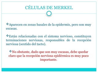 CÉLULAS DE MERKEL
Aparecen en zonas basales de la epidermis, pero son muy
escasas.
Están relacionadas con el sistema nervioso, constituyen
terminaciones nerviosas, responsables de la recepción
nerviosa (sentido del tacto).
No obstante, dado que son muy escasas, debe quedar
claro que la recepción nerviosa epidérmica es muy poco
importante.
 