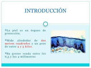 La piel es un órgano de
protección.
Mide alrededor de dos
metros cuadrados y un peso
de entre 4 y 5 kilos.
Su grosor ronda entre los
0,5 y los 4 milímetros
INTRODUCCIÓN
 