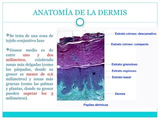 ANATOMÍA DE LA DERMIS
Se trata de una zona de
tejido conjuntivo laxo
Grosor medio es de
entre uno y dos
milímetros, existiendo
zonas más delgadas (como
los párpados, donde su
grosor es menor de 0,6
milímetros) y zonas más
gruesas (como las palmas
y plantas, donde su grosor
pueden superar los 3
milímetros).
 