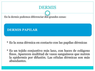 DERMIS
En la dermis podemos diferenciar dos grandes zonas:
DERMIS PAPILAR
• Es la zona dérmica en contacto con las papilas dérmicas
• Es un tejido conjuntivo más laxo, con haces de colágeno
finos. Aparecen multitud de vasos sanguíneos que nutren
la epidermis por difusión. Las células dérmicas son más
abundantes.
 