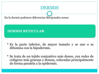 DERMIS
En la dermis podemos diferenciar dos grandes zonas:
DERMIS RETICULAR
• Es la parte inferior, de mayor tamaño y se une o se
difumina con la hipodermis.
• Se trata de un tejido conjuntivo más denso, con redes de
colágeno más gruesas y densas, colocadas principalmente
de forma paralela a la epidermis.
 