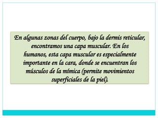 En algunas zonas del cuerpo, bajo la dermis reticular,
encontramos una capa muscular. En los
humanos, esta capa muscular es especialmente
importante en la cara, donde se encuentran los
músculos de la mímica (permite movimientos
superficiales de la piel).
 