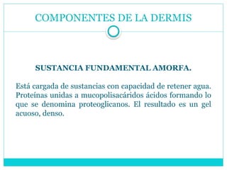 COMPONENTES DE LA DERMIS
SUSTANCIA FUNDAMENTAL AMORFA.
Está cargada de sustancias con capacidad de retener agua.
Proteínas unidas a mucopolisacáridos ácidos formando lo
que se denomina proteoglicanos. El resultado es un gel
acuoso, denso.
 