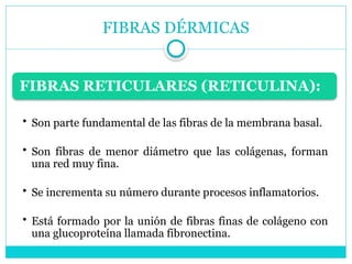 FIBRAS DÉRMICAS
FIBRAS RETICULARES (RETICULINA):
• Son parte fundamental de las fibras de la membrana basal.
• Son fibras de menor diámetro que las colágenas, forman
una red muy fina.
• Se incrementa su número durante procesos inflamatorios.
• Está formado por la unión de fibras finas de colágeno con
una glucoproteína llamada fibronectina.
 