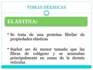 FIBRAS DÉRMICAS
ELASTINA:
• Se trata de una proteína fibrilar de
propiedades elásticas
• Suelen ser de menor tamaño que las
fibras de colágeno y se acumulan
principalmente en zonas de la dermis
reticular.
 