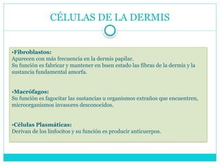 CÉLULAS DE LA DERMIS
•Fibroblastos:
Aparecen con más frecuencia en la dermis papilar.
Su función es fabricar y mantener en buen estado las fibras de la dermis y la
sustancia fundamental amorfa.
•Macrófagos:
Su función es fagocitar las sustancias u organismos extraños que encuentren,
microorganismos invasores desconocidos.
•Células Plasmáticas:
Derivan de los linfocitos y su función es producir anticuerpos.
 